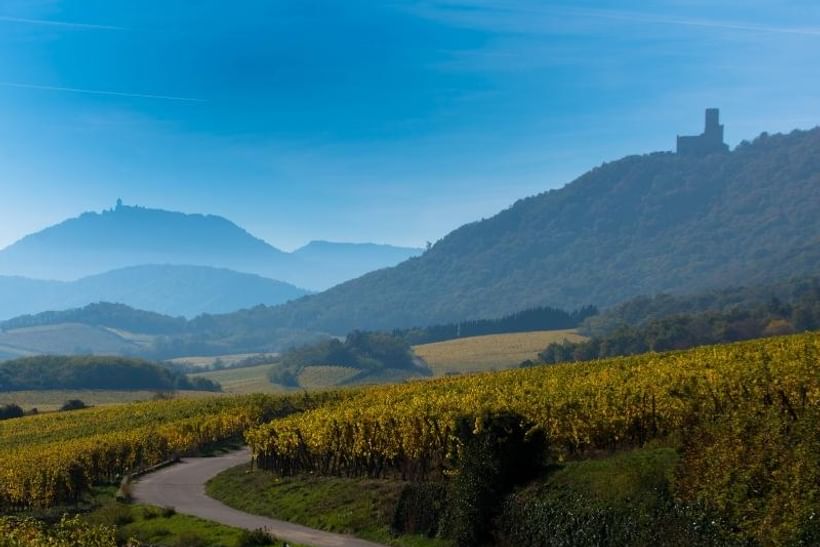 Voyage à vélo - La Route des Vins d\'Alsace