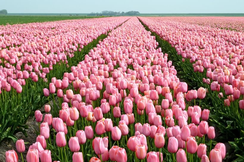 Voyage à vélo - Hollande entre mer, moulins et tulipes