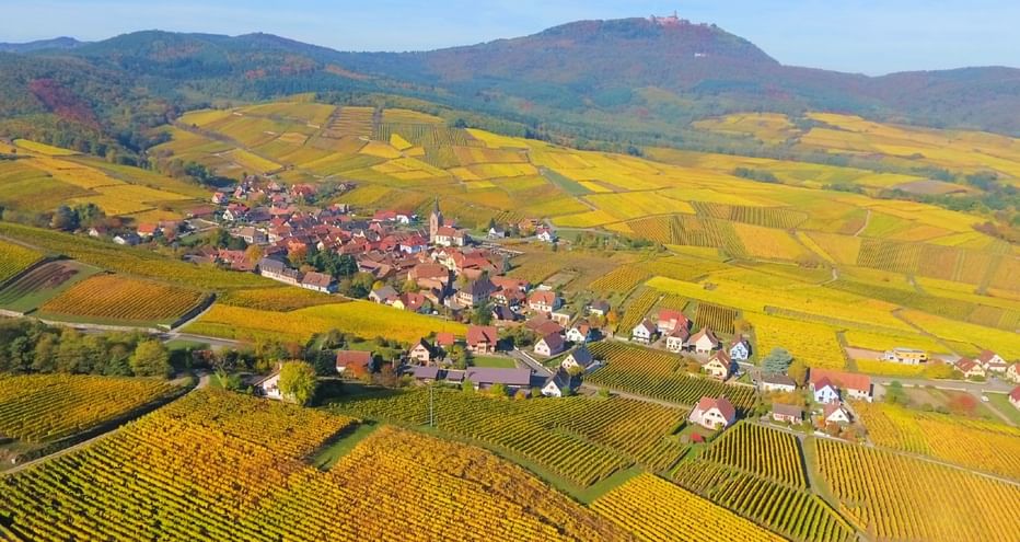 Vue aérienne du vignoble alsacien avec le Haut-Koenigsbourg en arrière plan