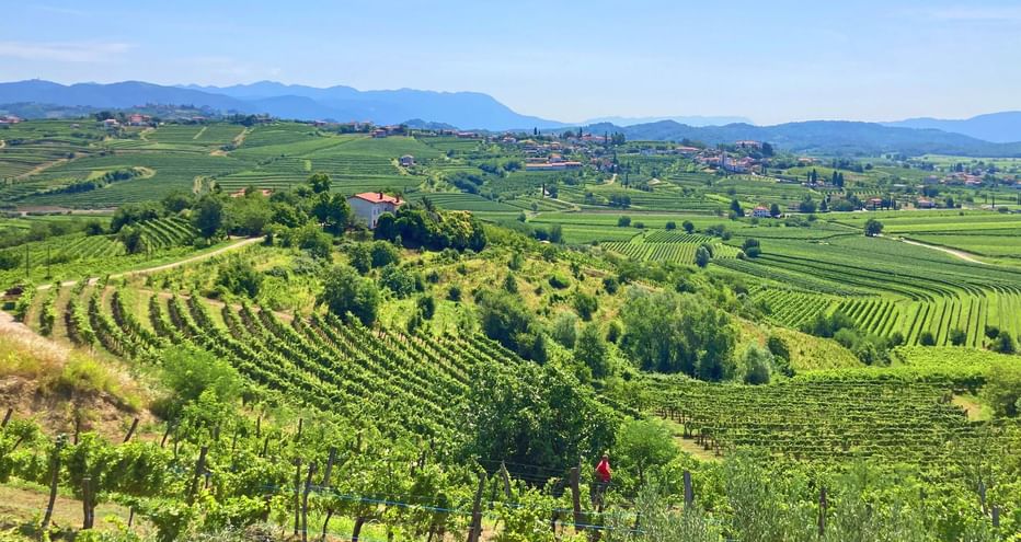 Vue sur les collines du Collio