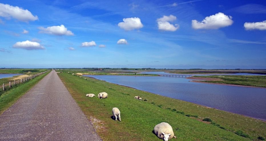 Moutons blancs paissant sur l'herbe verte près d'un chemin pavé dans le parc national Oosterschelde, avec eaux de marée et ciel bleu.