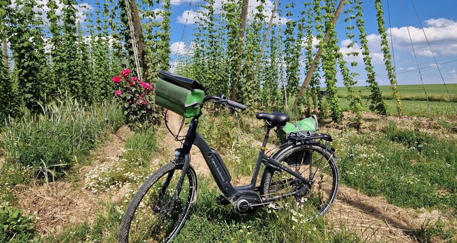 A vélo dans les houblonnières alsaciennes