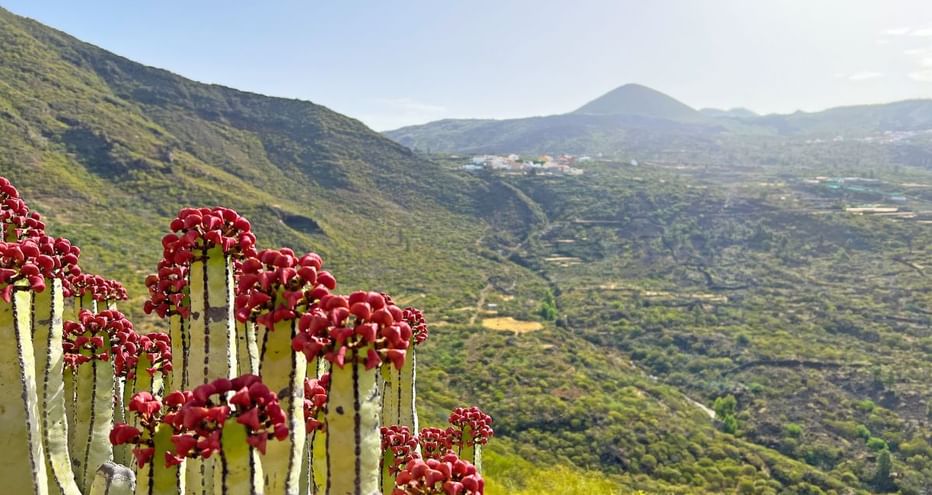 Environs de Santiago del Teide, Tenerife