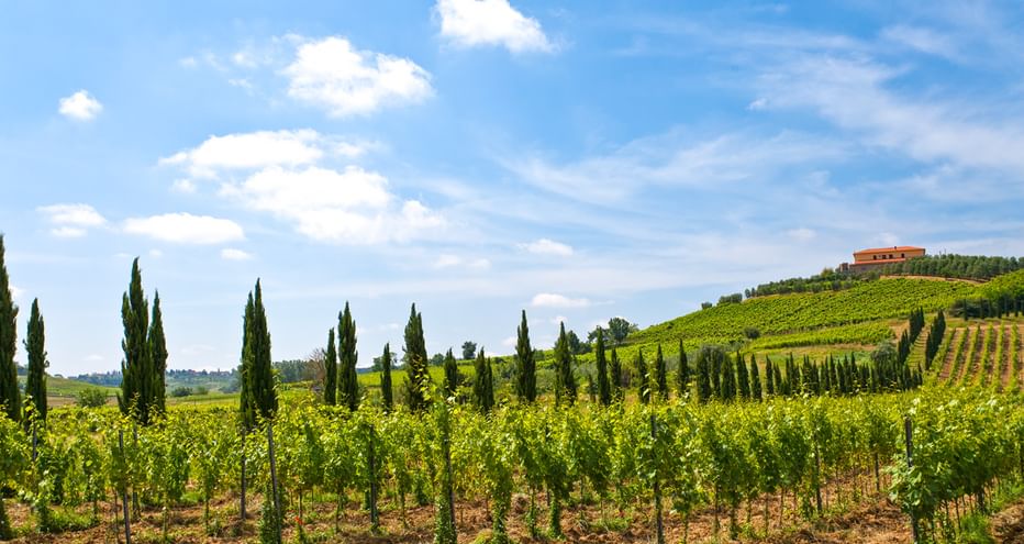 Vignoble de Toscane