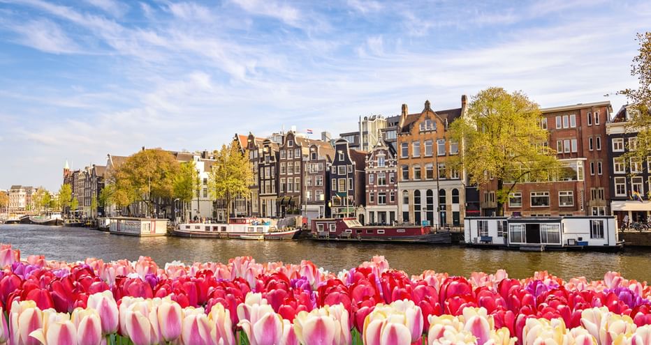 Tulipes roses et blanches au premier plan avec canal d'Amsterdam, péniches et maisons néerlandaises traditionnelles sous ciel bleu.