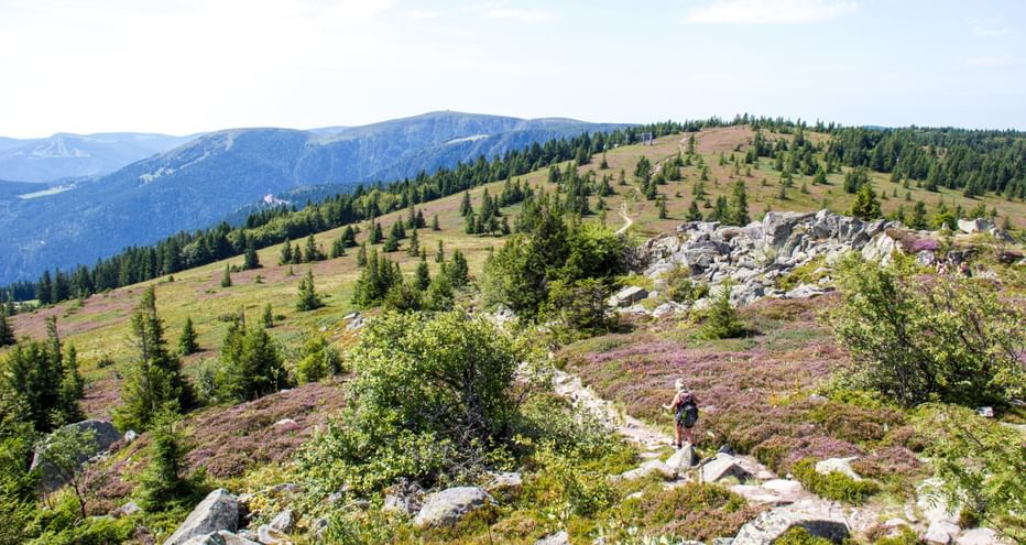 Randonneur sur sentier rocheux le long de la Route des Crêtes dans les Hautes-Vosges. Collines avec conifères et chaînes de montagnes.