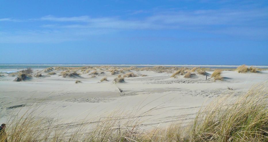 Large plage de sable sur l'île de Borkum avec herbes dorées des dunes au premier plan, dunes de sable et ciel bleu avec nuages blancs.