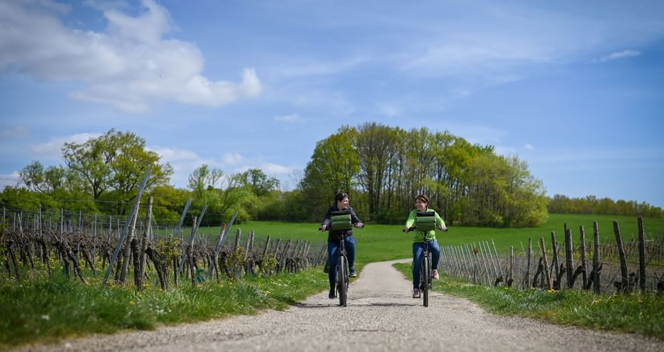 A vélo dans le vignoble de Cleebourg