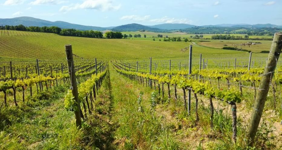 Vue sur les vignobles entre San Gimignano et Sienne