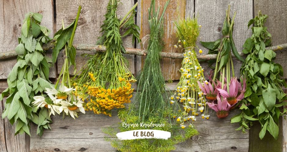 Bouquets d'herbes sauvages mises à sécher sur un mur en bois
