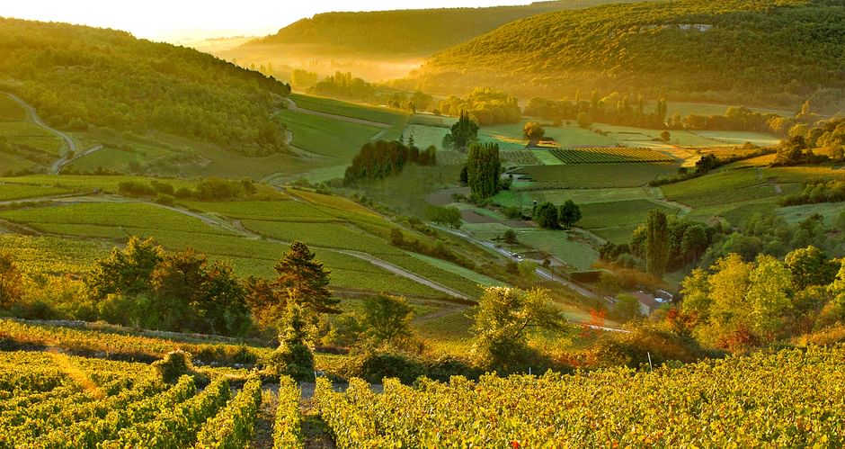 Vue du vignoble bourguignon