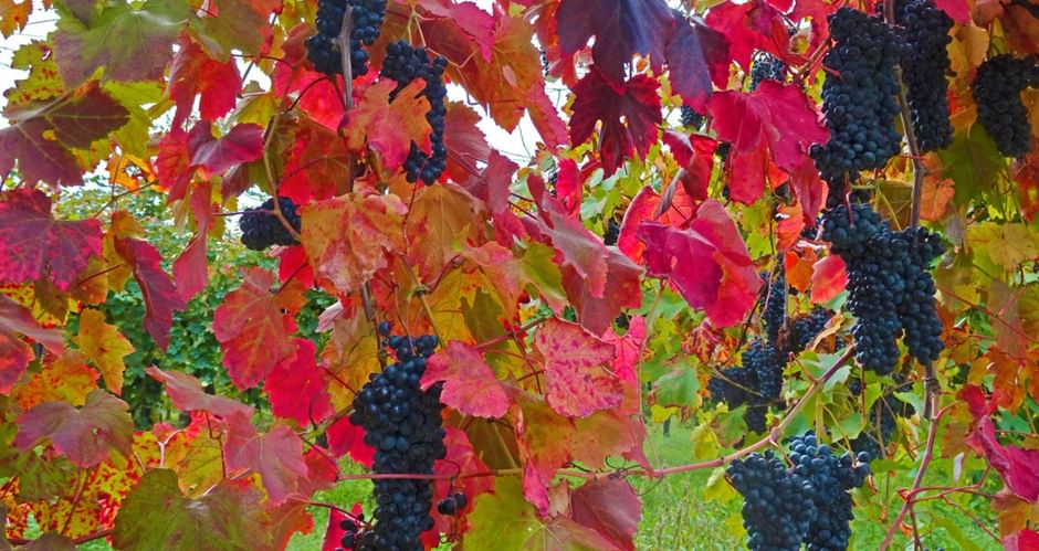 Vignobles en automne